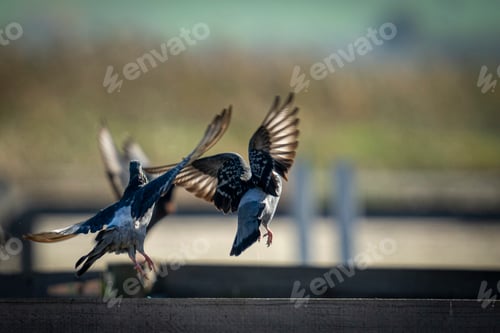 Preview: Scenic view of doves flying away together on a blurred background