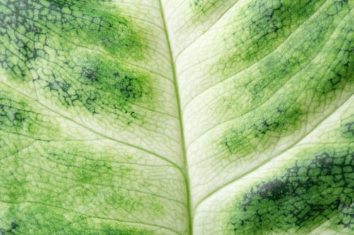 Preview: Macro View on Green Leaf.
