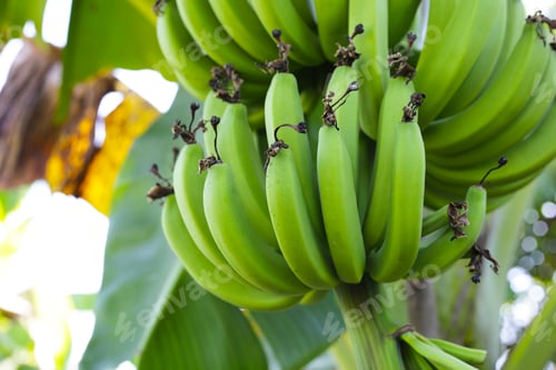 Preview: A bunch of green bananas on tree