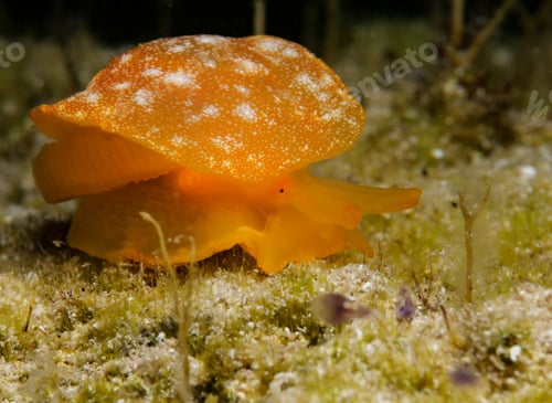 Preview: Cute orange-coloured nudibranch from Cyprus