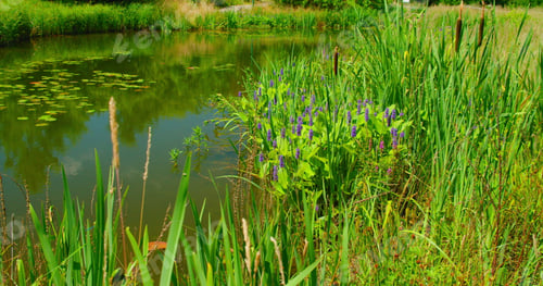 Preview: Young green reeds grow against the background of a quiet pond lake. Summer landscape, with water