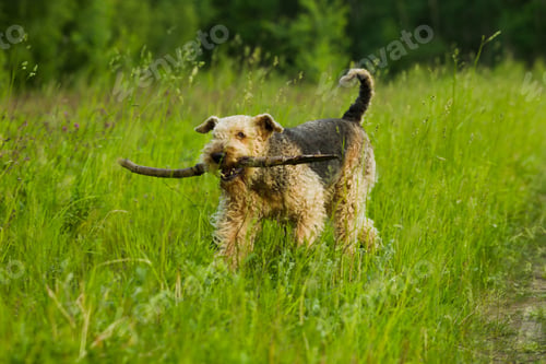 Preview: dog, pet, terrier, dogs