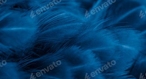 Preview: macro photo of violet hen feathers. background or textura