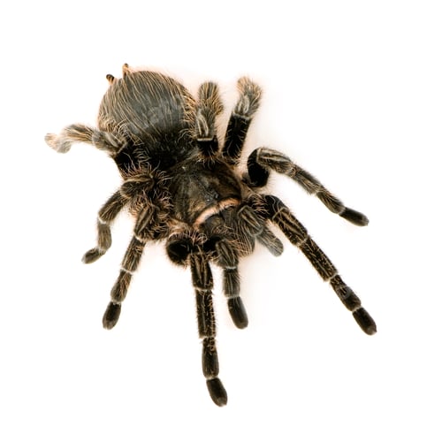 Preview: Zebra tarantula or Aphonopelma seemanni