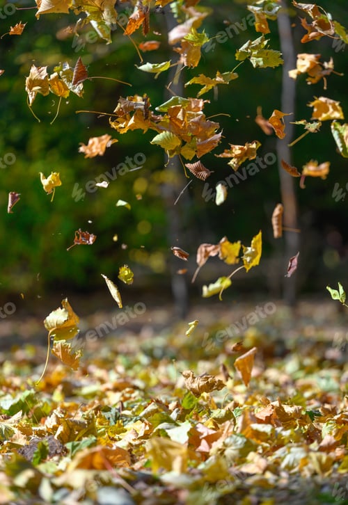 Preview: Yellow fallen leaves fly in the autumn park. Idyllic scene in the afternoon in an empty park