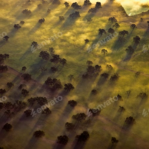Preview: Aerial of Trees in Morning Mist
