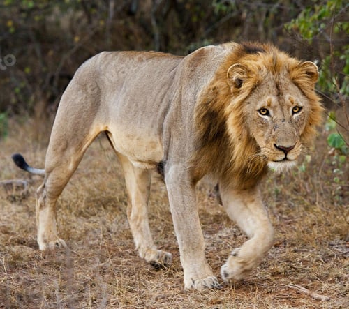Preview: A Beautiful and Breathtaking wildlife in the World