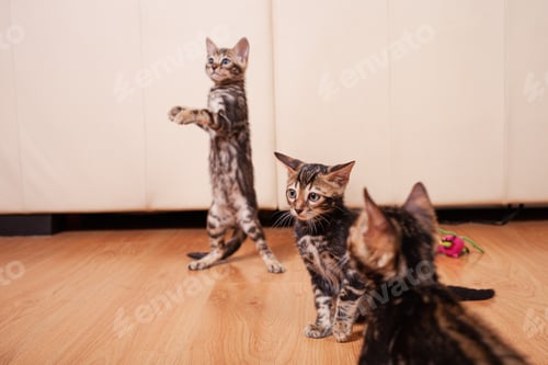 Preview: Brown little Bengali leopard tiger kittens play in the apartment