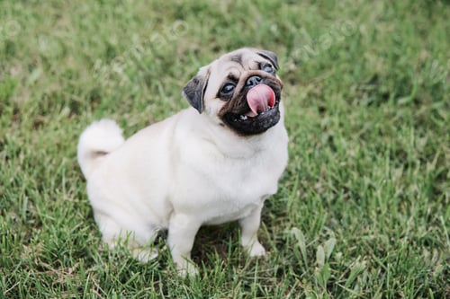 Preview: Cute pug dog sitting on green grass background.
