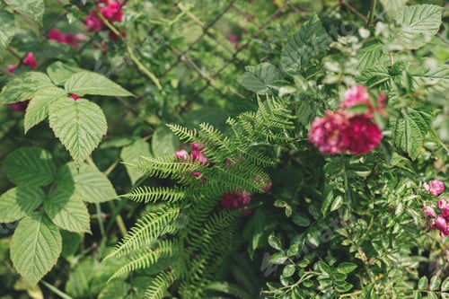 Preview: Fern leaf, raspberry branches with leaves and pink roses on old rusty fence in sunny forsaken garden