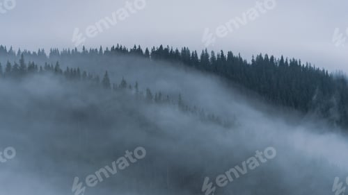 Preview: Forest Covered in Fog