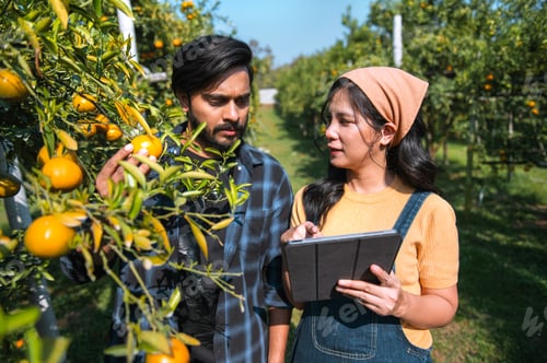 Preview: man and a woman are looking at oranges in a field
