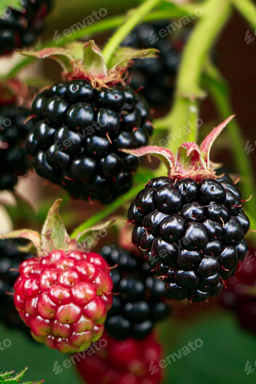 Preview: Ripening blackberry on branch