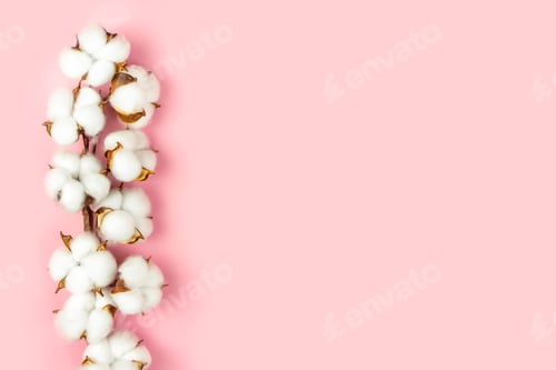 Preview: Branch of cotton flowers on pink background flat lay, copy space