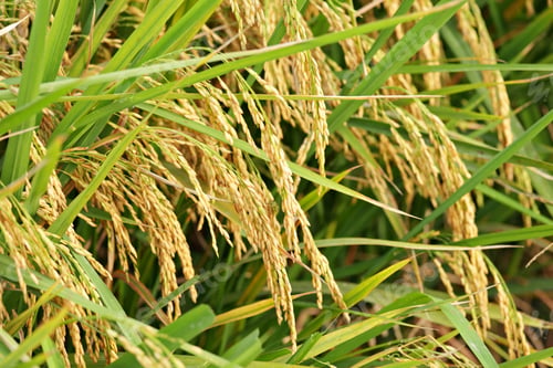 Preview: ripe paddy rice