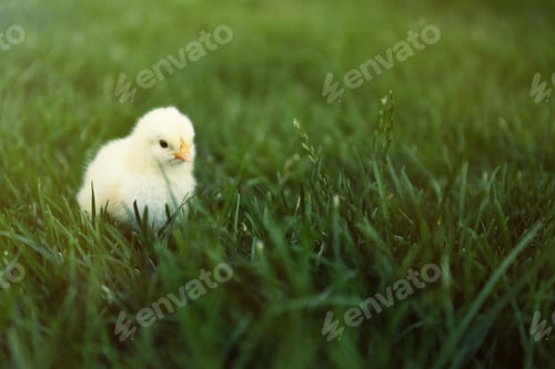 Preview: Cute fluffy baby chicken on green grass outdoors. Farm animal