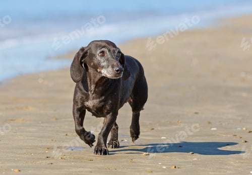 Preview: dog on the beach