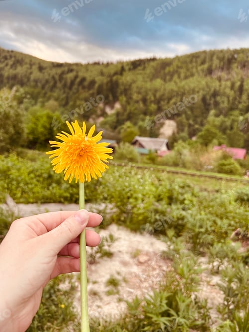 Preview: Yellow flowers dandelion in the hand. Mountain View