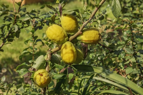 Preview: Feijoa fruit on a branch on a green background