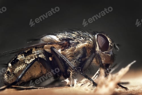Preview: macro fly