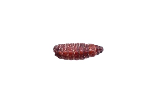 Preview: brown pupae of fly larvae on a white isolated background