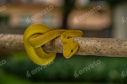 Preview: White-lipped pit viper snake perched on a tree branch