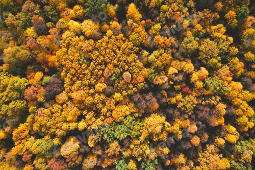 Preview: Aerial top view of orange forest in autumn day