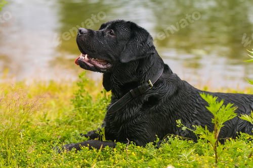 Preview: Black labrador retriever dog