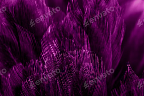 Preview: macro photo of violet hen feathers. background or textura