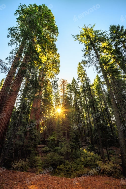 Preview: Sunrise In The Sequoia Forest A The Mariposa Grove Of Giant Sequoias In Yosemite National Park