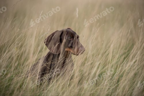 Preview: Adorable Dachshund Puppy Playing in the Grass