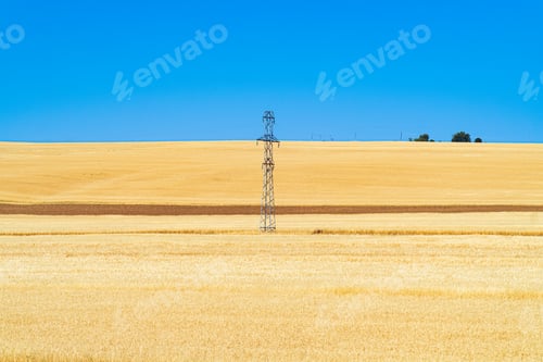 Preview: Farm fields with golden wheat ears