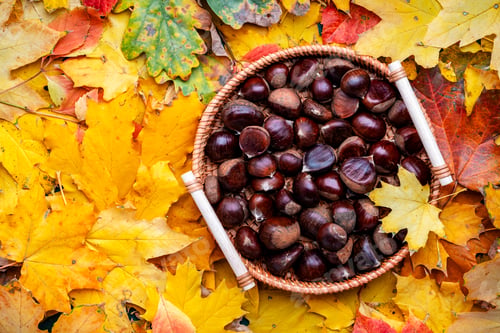 Preview: Fresh edible chestnuts in tray on background of fallen orange maple leaves, autumn harvest, top view