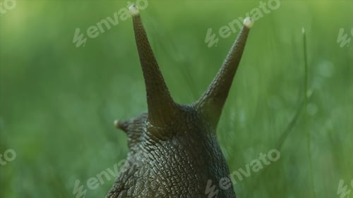 Preview: Close-up of grape snail in grass. Creative. Large snail in grass with dew after rain. Beautiful