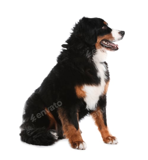 Preview: Funny Bernese mountain dog on white background