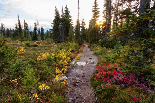 Preview: Hiking trail outdoors in Canadian nature