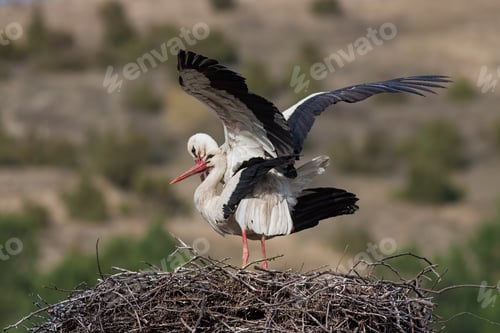 Preview: White storks, Ciconia ciconia, mating in the nest