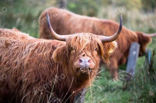 Preview: Scottish oxen are seen from the ground in a field