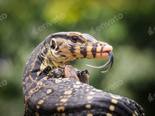 Preview: asian water monitor