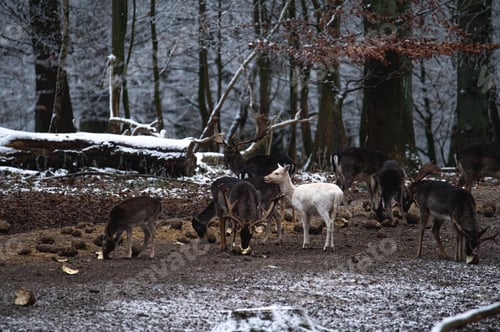 Preview: Beautiful shot of a goat and a herd of moose foraging in a forest during winter