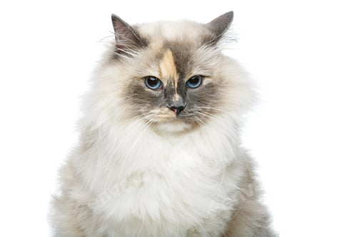 Preview: beautiful birma cat isolated on white