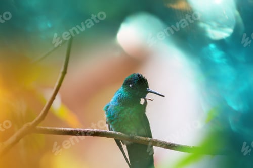 Preview: Kolibri