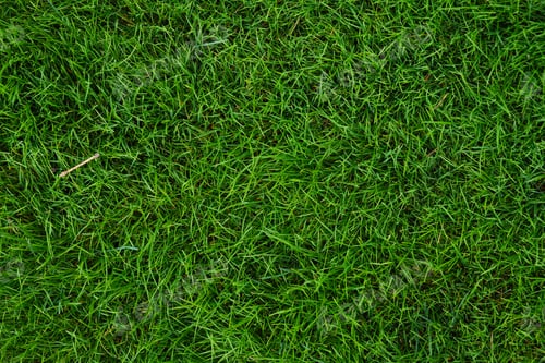 Vorschau: Wunderschöne grüne Grastextur vom Golfplatz