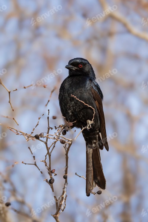 Preview: The fork-tailed drongo perched on a branch