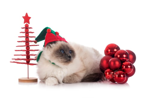 Preview: birman cat in studio