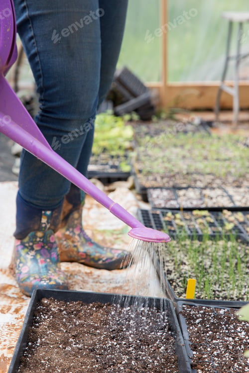 Preview: Cropped view of woman watering seed trays