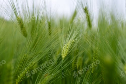 Preview: Green young wheat close-up.