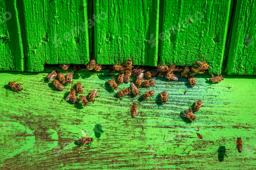 Preview: Old beehives in summer. Ecological and natural beekeeping.