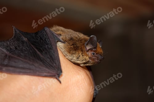 Preview: Bat mammal