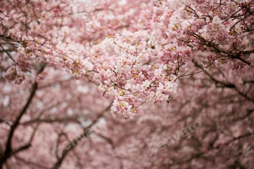 Preview: Pink Cherry Blossoms tree